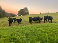 Suche Wiese / Grünland aller Art Rheinland-Pfalz - Welschbillig Vorschau