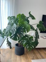 Gesunde Monstera XXL 140cm Pflanze Nordrhein-Westfalen - Kaarst Vorschau