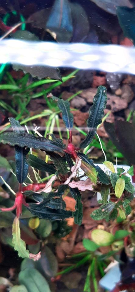 New ⭐❤ DARK Chaterine ❤⭐ BUCEPHALANDRA Aquarium Garnelen Nano in Freiburg im Breisgau