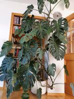 Monstera Pflanze groß Rheinland-Pfalz - Sembach Vorschau