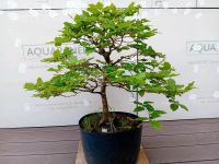 Bonsai Baum Rotbuche Nr 48 Rheinland-Pfalz - Binningen Vorschau