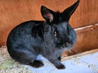 Kaninchen Männchen Rammler Geschlechtsreif Nordrhein-Westfalen - Lüdenscheid Vorschau