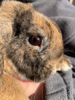 ❗️Suche Sammelimpftermin für 2 Kaninchen ❗️ Niedersachsen - Lehrte Vorschau