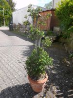 ficus benjamini kleine Blätter incl terracottatopf Höhe 180cm Baden-Württemberg - Donzdorf Vorschau