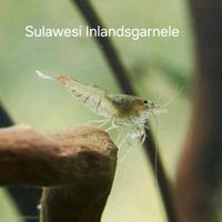 Sulawesi Inlandsgarnele Nordrhein-Westfalen - Brilon Vorschau
