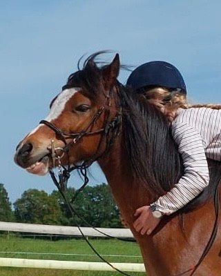 Reitpädagogik/Reitunterricht für Kids von 3 - 6 Jahren in Westerstede