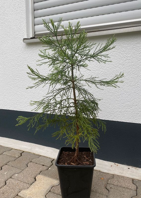 Prächtige Mammutbaum-Setzlinge 50-70cm in Bad Liebenzell