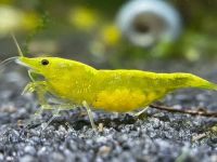 Knallig gelbe Zwerggarnelen: Neocaridina „Yellow Fire Neon“ Frankfurt am Main - Gallusviertel Vorschau