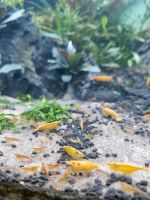 Neocaridina Orange Sakura Zwerggarnelen Hessen - Battenberg Vorschau