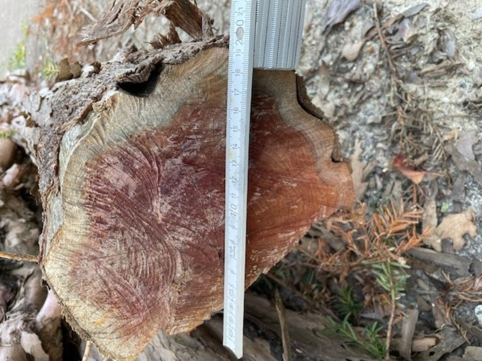Holz Eibe Stämme Schnäppchenpreis in Aalen