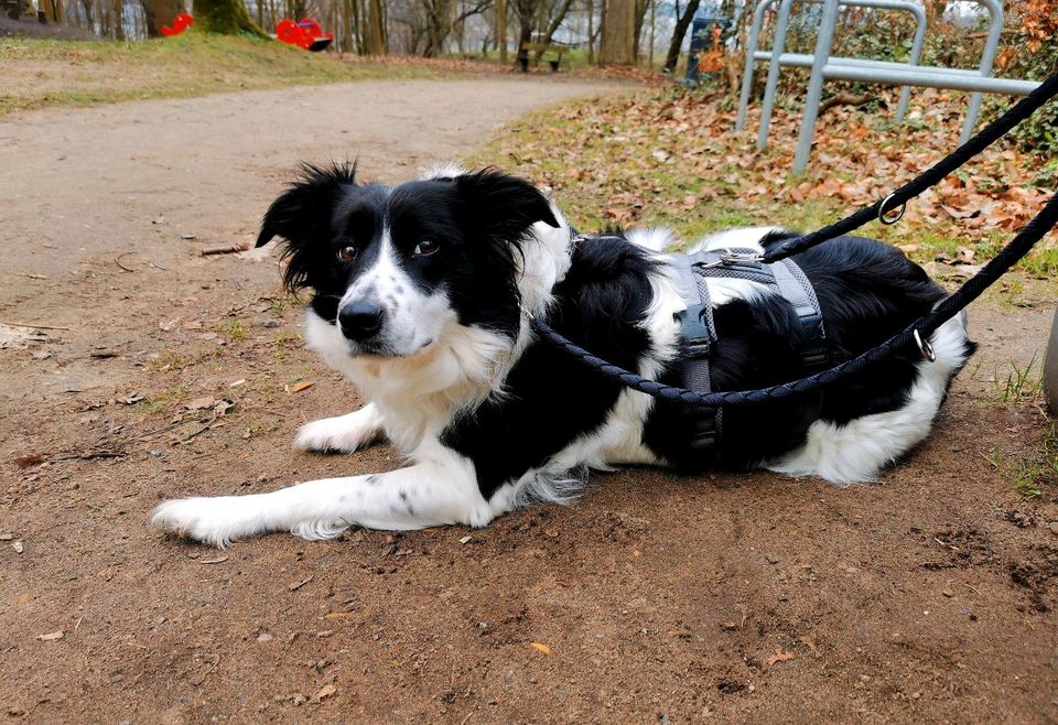 Border Collie Hündin Lilly sucht ein ruhiges Zuhause in Flensburg