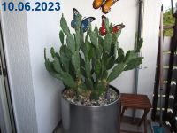 V4A Blumentopf mit Kaktus Hydrokultur 55x50cm Nordrhein-Westfalen - Moers Vorschau