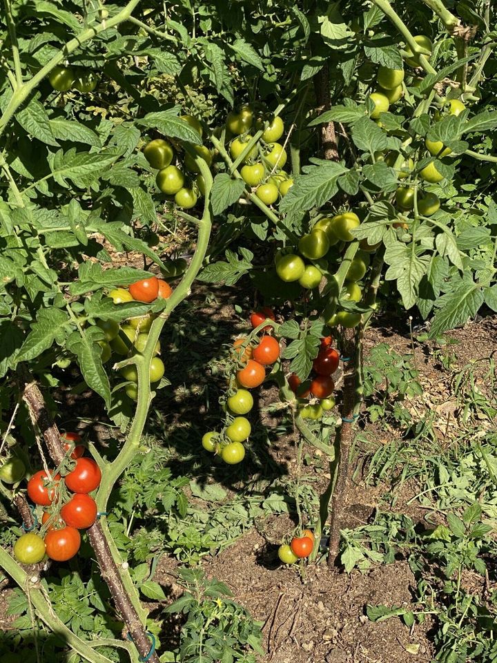 Tomatensamen Cocktail- Kirschtomaten Mix Alte Sorten in Esslingen