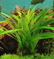 Aquariumpflanze: Helanthium bolivianum "Quadricostatus" Leipzig - Altlindenau Vorschau