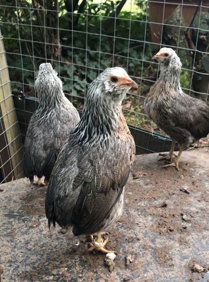 Araucana Bruteier    Zwerg ‼️Araucana silberhalsig in Klein-Winternheim