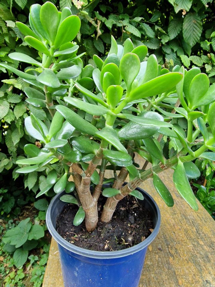 Geldbaum / Crassula  - Zimmerpflanze in Saarbrücken