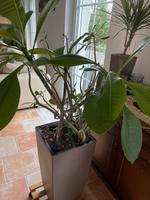 Frangipani Pflanze, ca. 60cm groß Sachsen-Anhalt - Genthin Vorschau