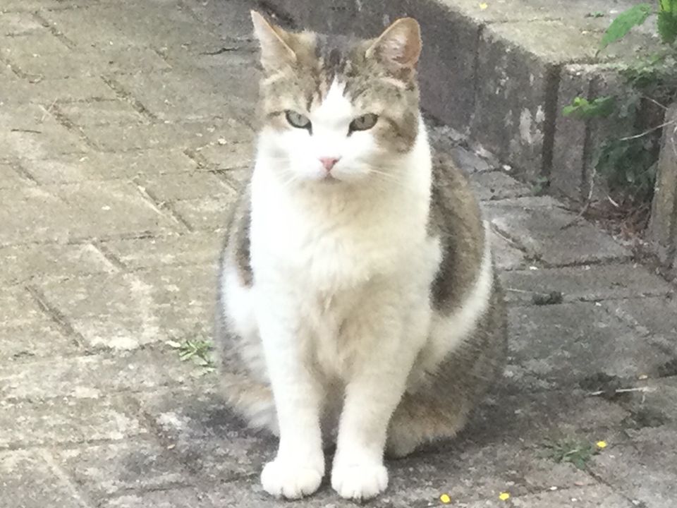 Katze vermisst in Aldingen