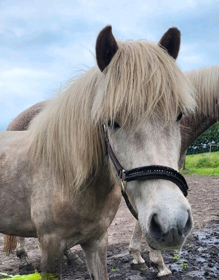 Isländer Wallach, Islandpferd von Kopernikus in Bokhorst