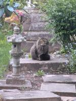 Kater/ Katze gefunden Teilort von Herrenberg Baden-Württemberg - Nufringen Vorschau