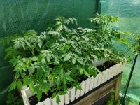 Tomatenpflanzen 10 Stück. Pro Stück 2€ Nordrhein-Westfalen - Bergheim Vorschau