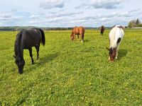 Pflegebeteiligung Reitbeteiligung Baden-Württemberg - Pfronstetten Vorschau