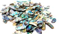 ❤ Paua (Haliotis iris) 0,5 - 2,5 cm Seeopal Aquarium Deko 5,99 €* Bayern - Velburg Vorschau