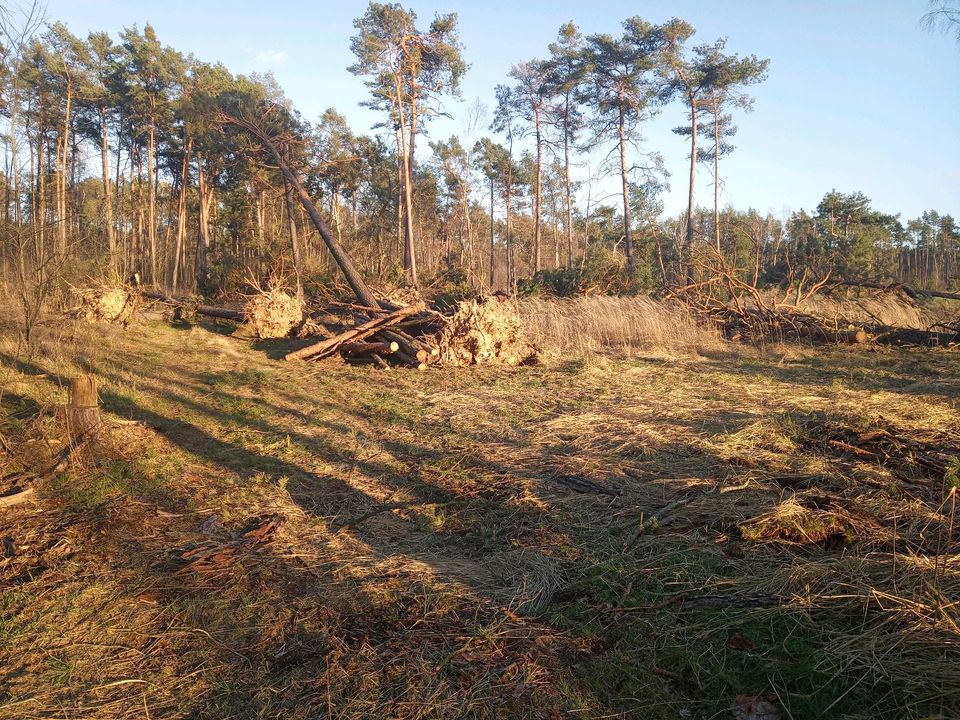 Sturmholzaufarbeitung/ Problembaumfällungen in Falkenberg/Elster