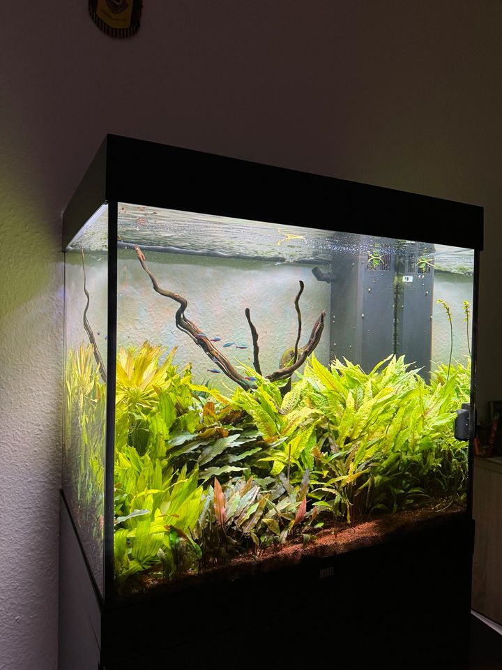 Aquarium Juwel Lido 200l in Niedernhausen