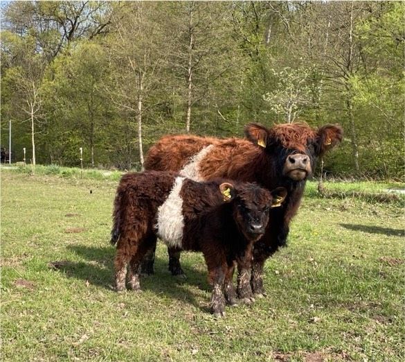 Galloway belted Bulle in Weilrod 