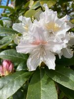 Stellfläche für Bienen Niedersachsen - Aurich Vorschau