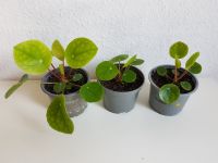 Gesamtpreis! 3 süße Pilea Ufo-Pflanzen Flensburg - Mürwik Vorschau