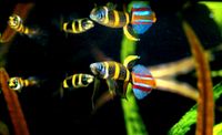 ⭐ Ringelhechtling ~ Epiplatys annulatus aus - Wunderschöne Tier❤️ Baden-Württemberg - Bretzfeld Vorschau