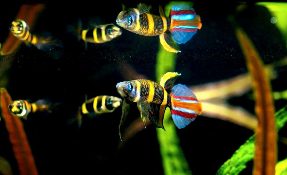 ⭐ Ringelhechtling ~ Epiplatys annulatus aus - Wunderschöne Tier❤️ in Bretzfeld