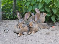 Riesenmix Kaninchen Häsin und Rammler Niedersachsen - Wedemark Vorschau