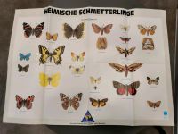 Große Poster Plakat HEIMISCHE SCHMETTERLINGE Foto Bild Sammlung Dresden - Blasewitz Vorschau