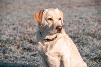 Hundefotoshooting Hessen - Nauheim Vorschau