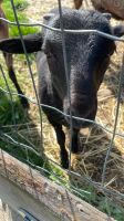 Kamerun X Dorper Bock Sommersdorf (Börde) - Marienborn Vorschau