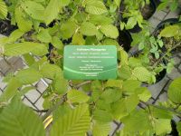 Heckenpflanzen Feldahorn Heimisches Gehölz Acer Campestre Rheinland-Pfalz - Wittlich Vorschau