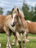 Haflinger-Fohlen | Haflinger-Hengstfohlen | Haflinger-Wallach Schleswig-Holstein - Seedorf Vorschau