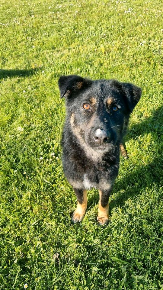 Ellie sucht Menschen mit Herz in Neuburg a.d. Donau