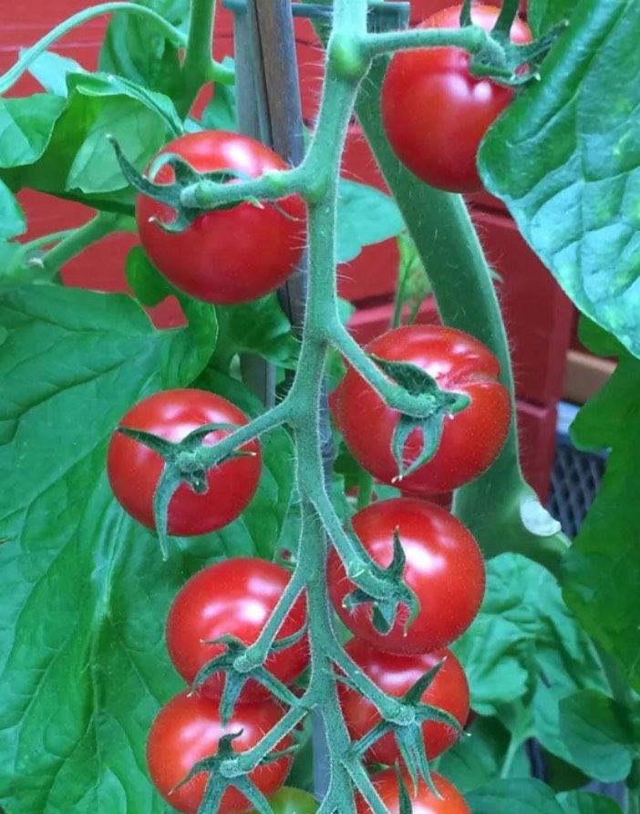 10 Samen honig Tomate in Ronneburg