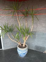 Riesen-Palmlilie 2,20m Nordrhein-Westfalen - Herten Vorschau