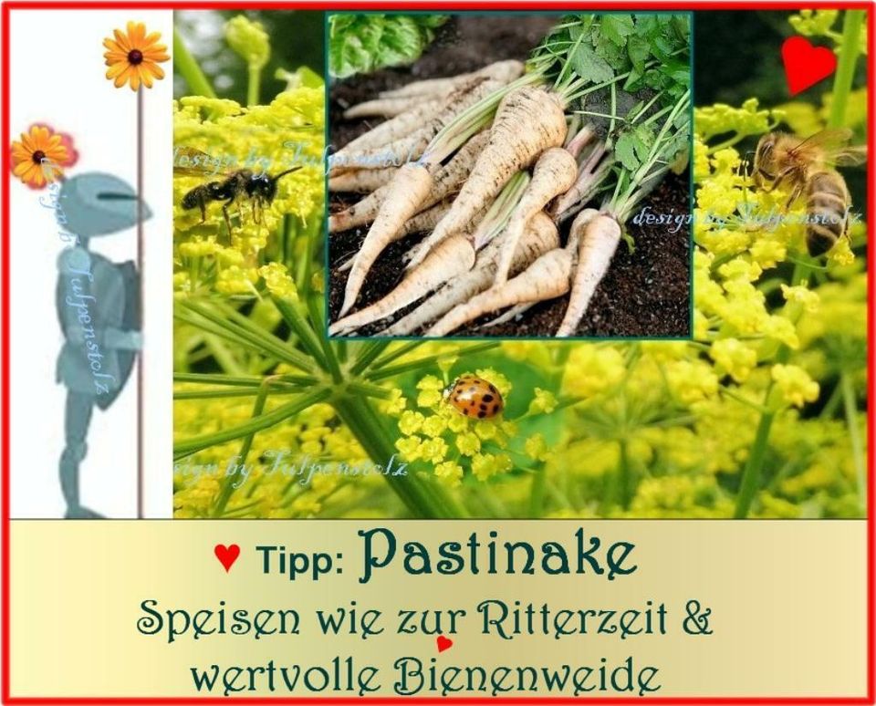 ♥ Pastinake,Samen,Ur Gemüse,Bienenweide, Bienensterben,Garten in Hamburg