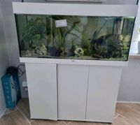 Aquarium Juwel 180 zu verkaufen Sachsen-Anhalt - Ballenstedt Vorschau