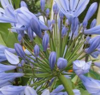 Pflanze Garten Lilie Schmucklilie Kübelpflanze Blau, Lindau Bayern - Lindau Vorschau