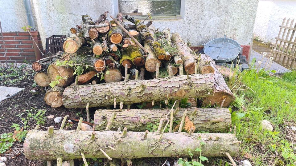 Brennholz Thuja in Wittlich