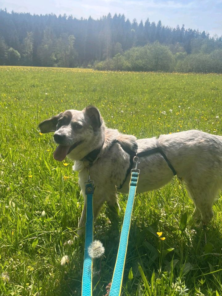 Zaubermaus WALESKA ❤️ sucht ihre Menschen! in Ilshofen