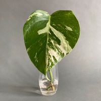 Monstera Deliciosa Variegata – Kopfsteckling Ableger München - Ramersdorf-Perlach Vorschau