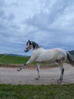 PRE Pura Raza Espaniola Spanier 165cm 10 Ja cruzado Wanderreiten Hessen - Hohenroda Vorschau